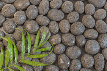 Obraz na płótnie Canvas green leaf on black stones spa concept
