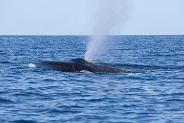 Humpback Whale Exhales in Atlantic Ocean