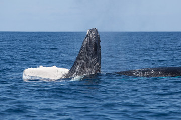 Humpback Calf Playing Next to its Mother
