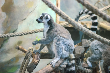 A huddle of ring tailed lemurs