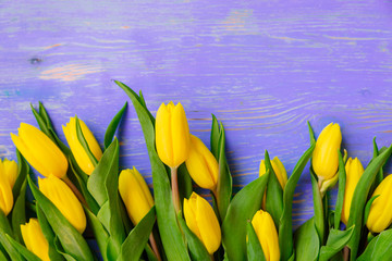 tulips overhead on purple wooden background. copy space