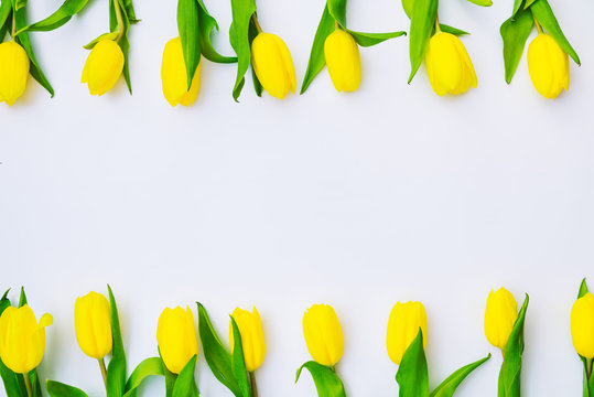 Tulips Overhead On White Background. Copy Space