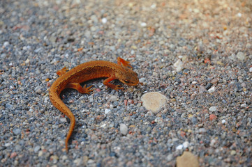Small cute lizard on rock stones