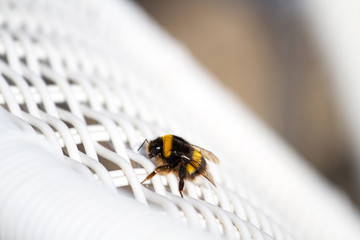 bumble bee sits on the back of a white chair