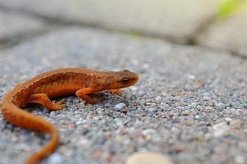 Small cute lizard on rock stones