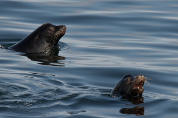 Fototapeta premium Stellar sea lions