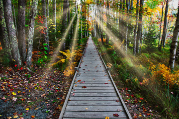 Boardwalk in nature with sun rays