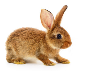 Brown rabbit on white.