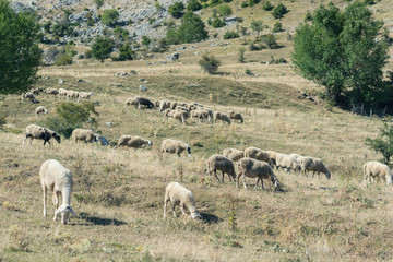 Obraz na płótnie Canvas Sheeps graze on a meadow of mountain at sunset of Greece. 