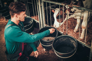 Young farmer feeding calf in the cowshed in dairy farm. © Nejron Photo
