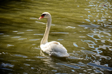 Fototapeta premium Cisne