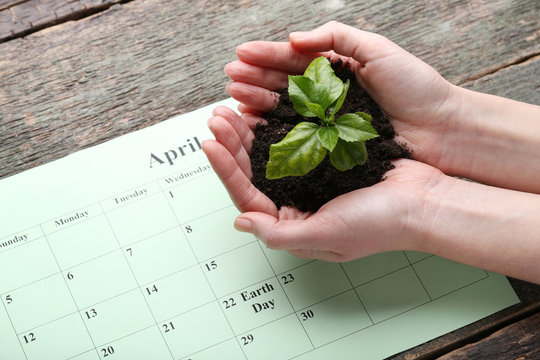 Female hands holding young plant with april calendar on wooden table