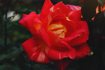 Detail of red rose