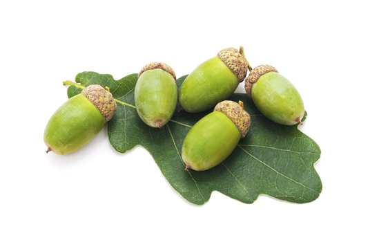 Green acorns on the leaf.