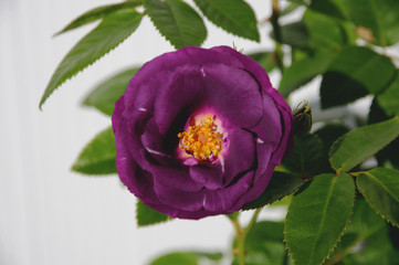 Detail of a rhapsody in blue rose flower in sunlight