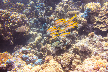 A flock of fish on the coral reef of the red sea. Fish of the red sea.
