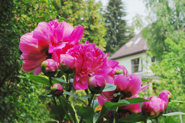 Пионы возле дома