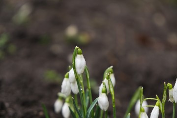 Spring flowering. Snowdrops in the park. Slovakia