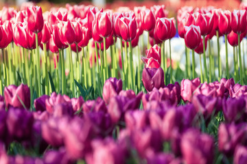 Spring in Amsterdam. Vivid tulip flowers in garden