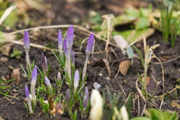 Spring flowering. Yellow and purple crocus flowers in the park. Slovakia
