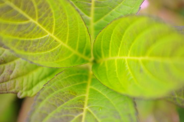 Green leaf in sunlight