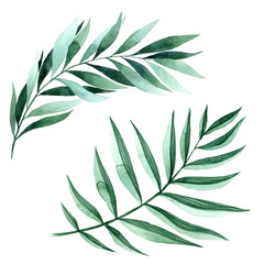 Watercolor illustration of fern leaves