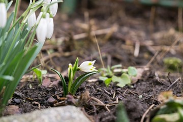 Spring flowering. Snowdrops in the park. Slovakia