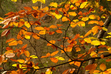 Buchenblätter im Herbst