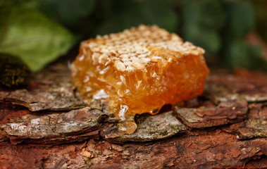 Honey on a background of honeycombs. Tree bark background. Honey in the forest