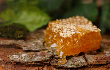 Honey on a background of honeycombs. Tree bark background. Honey in the forest