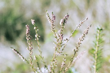fleurs