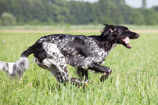 Large munsterlander dog running