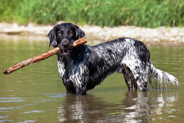 Portrait of nice large munsterlander dog on water