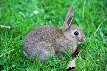 Naklejka na ściany i meble Baby rabbit in grass