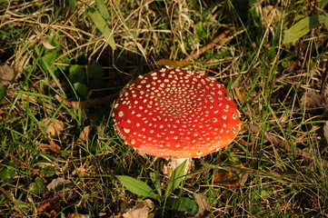 Red fly agaric in sunlight
