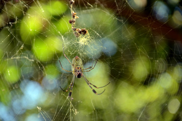 Aranha