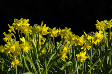 Spring flowers