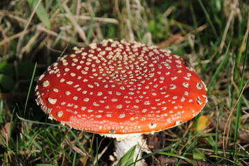 Red fly agaric in sunlight