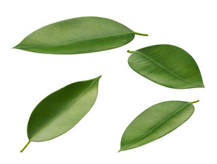 Fresh green leaves of orange citrus fruit at different angles