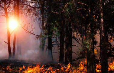 Fototapeta na wymiar wildfire at sunset, burning pine forest .