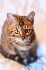 Beautiful exotic cat portrait isolated