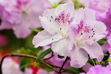 Pink azalea flowers