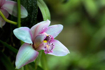 White orchid flower