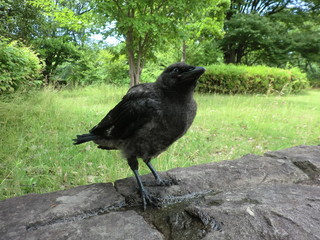 警戒心の少ないハシボソガラスの幼鳥(山形県)