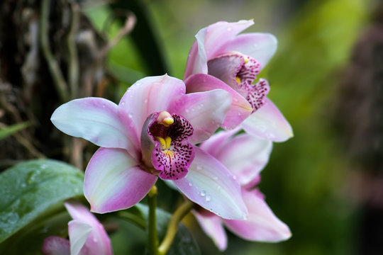Pink orchid flower