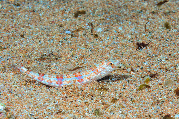 Red lizards on the sandy bottom. Fish of the red sea.