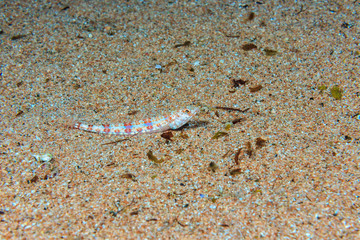 Red lizards on the sandy bottom. Fish of the red sea.