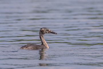 młody, mały perkoz, romyte niebieskie tło © Ewa Cierniak