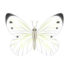 White  butterfly vector illustration isolated on white backgroun
