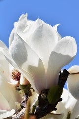 Magnolia blossoms in full bloom